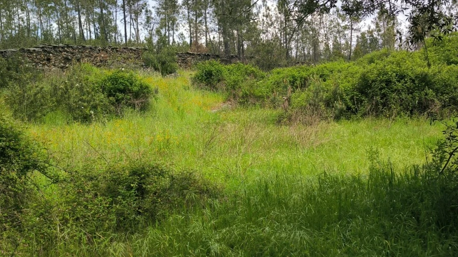 Terreno Agricola ou Rústico para Venda em Sarzedas