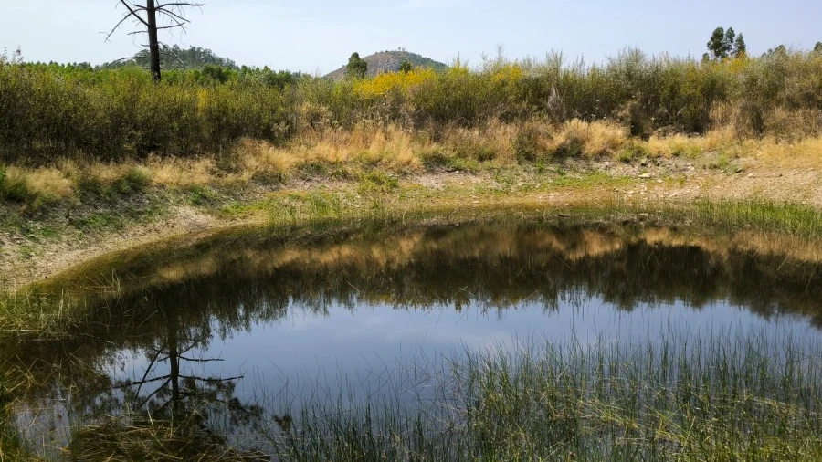Terreno Agricola ou Rústico para Venda em Freixial e Juncal do Campo