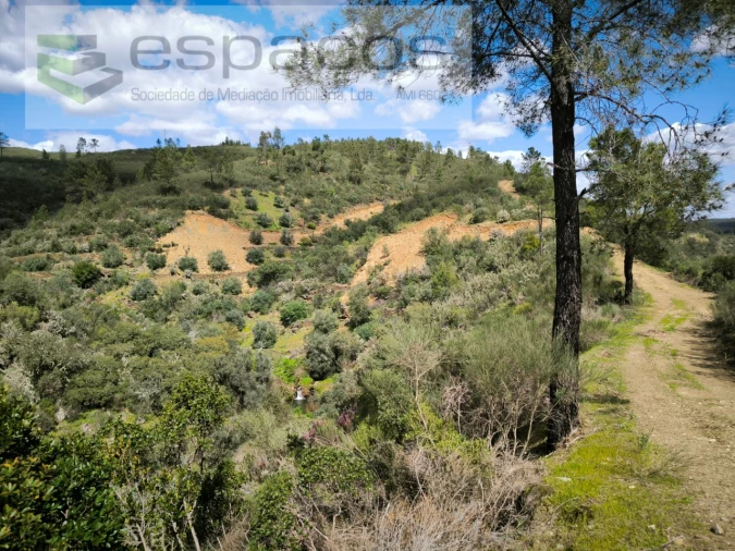 Terreno Agricola ou Rústico para Venda em Sarzedas Foto 3