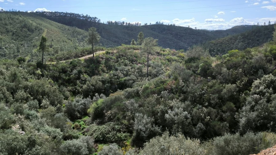 Terreno Agricola ou Rústico para Venda em Sarzedas
