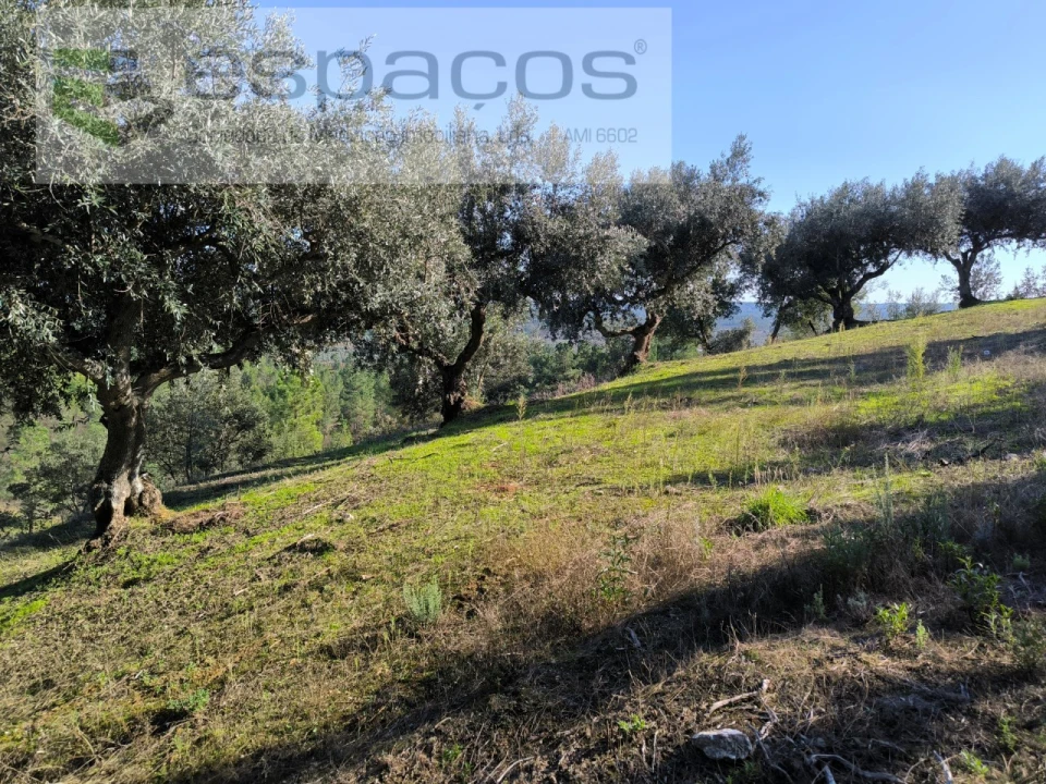 Terreno Agricola ou Rústico para Venda em Sarzedas Foto 1
