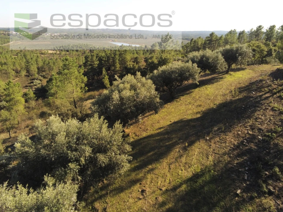 Terreno Agricola ou Rústico para Venda em Sarzedas Foto 9