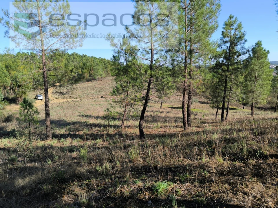 Terreno Agricola ou Rústico para Venda em Sarzedas Foto 4