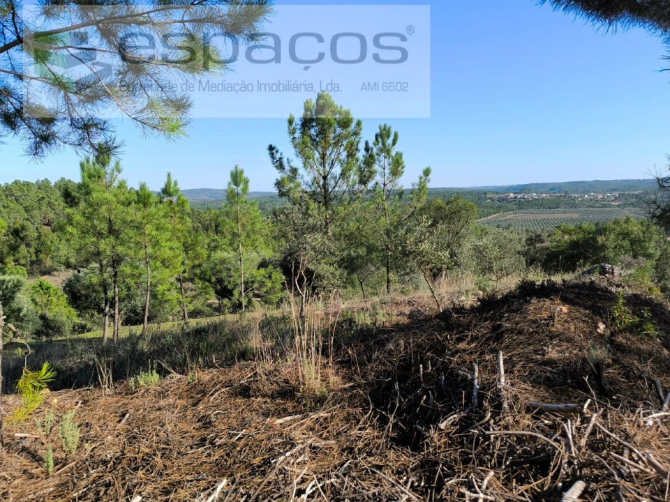 Terreno Agricola ou Rústico para Venda em Sarzedas Foto 5