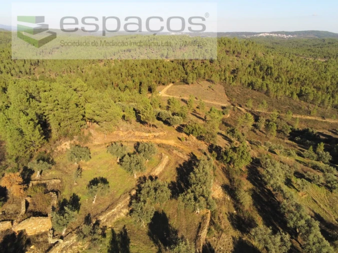 Terreno Agricola ou Rústico para Venda em Sarzedas Foto 15