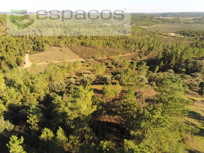 Terreno Agricola ou Rústico para Venda em Sarzedas Foto 16