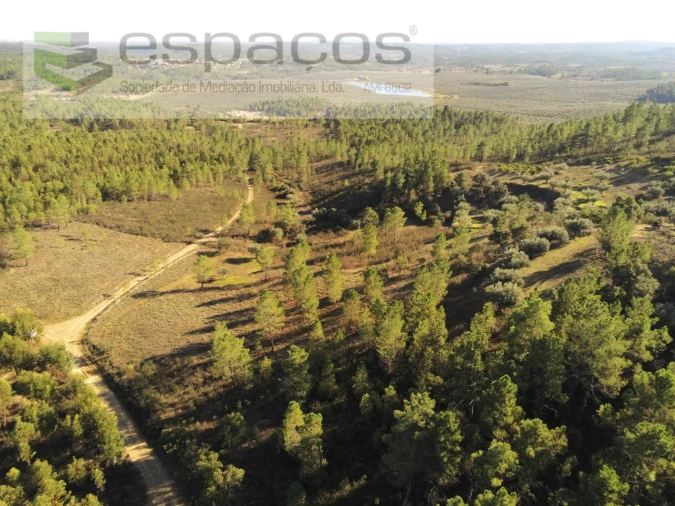 Terreno Agricola ou Rústico para Venda em Sarzedas Foto 17