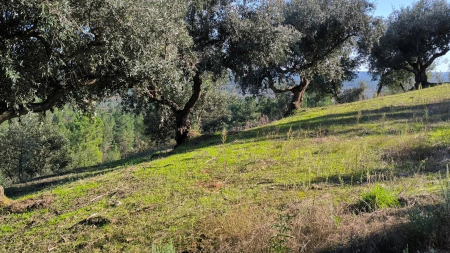 Terreno Agricola ou Rústico para Venda em Sarzedas