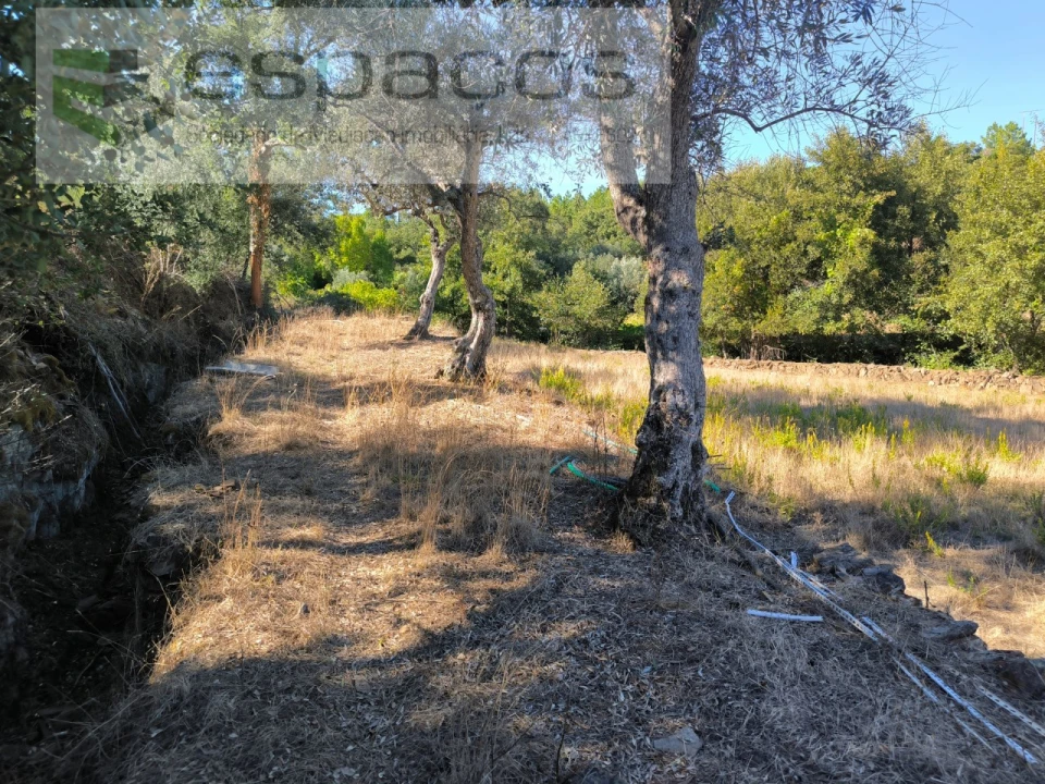 Quinta para Venda em Ninho do Açor e Sobral do Campo Foto 6