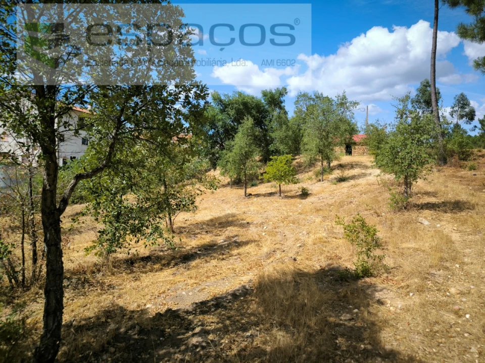 Quinta para Venda em Sarzedas Foto 8