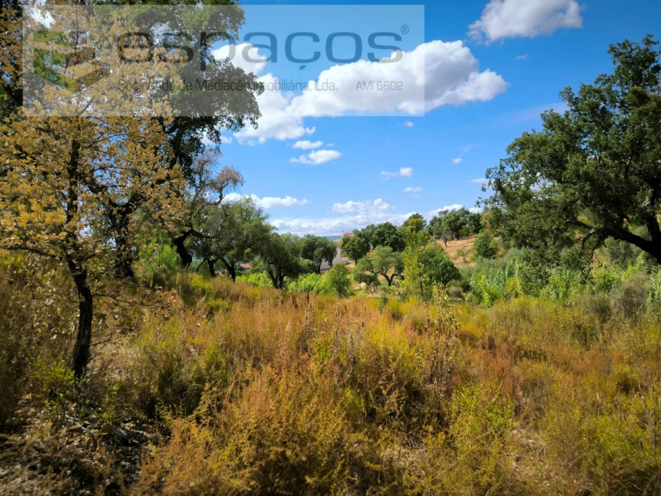 Quinta para Venda em Sarzedas Foto 14