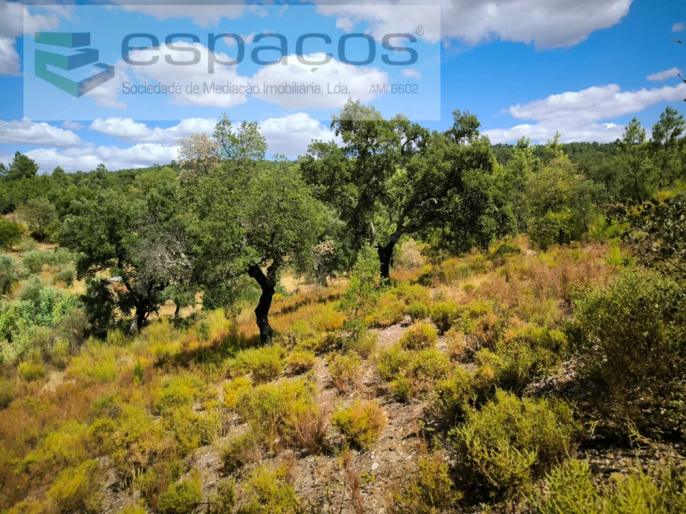 Quinta para Venda em Sarzedas Foto 16