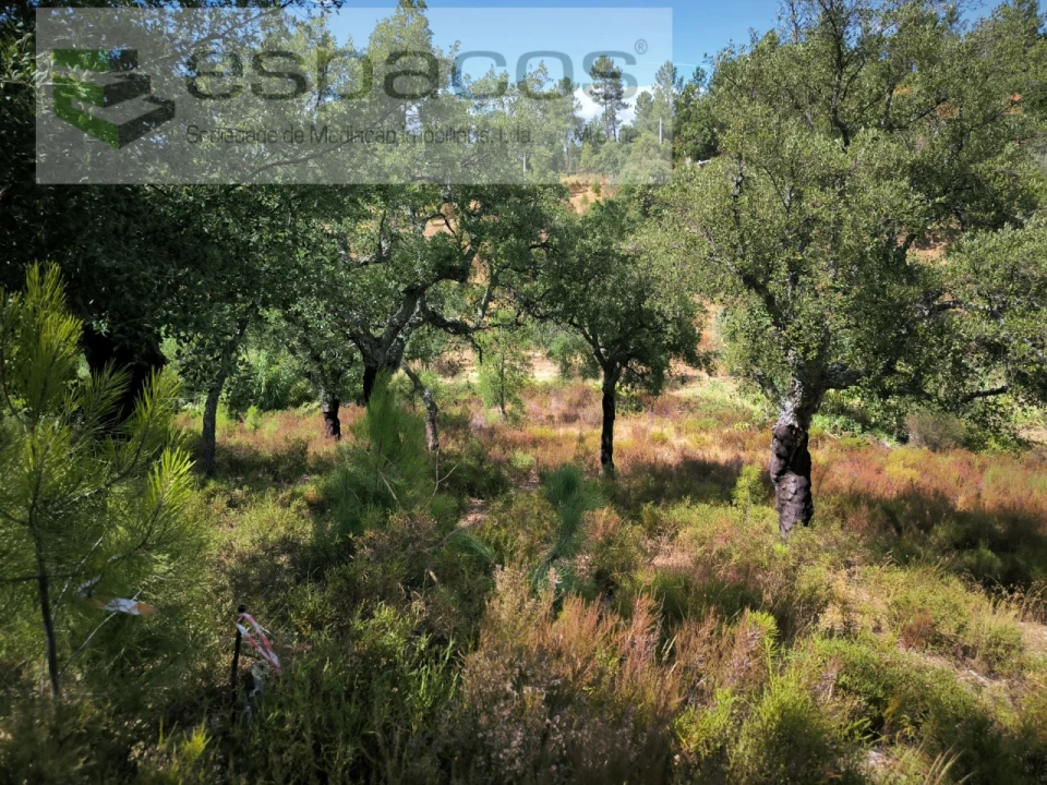 Quinta para Venda em Sarzedas Foto 17