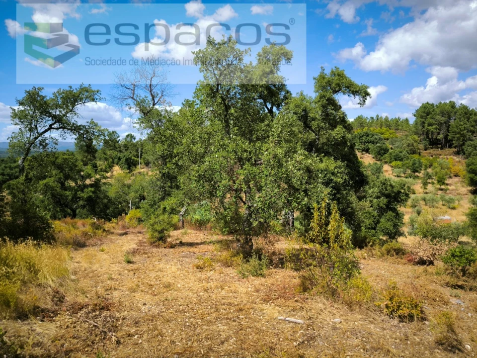 Quinta para Venda em Sarzedas Foto 20