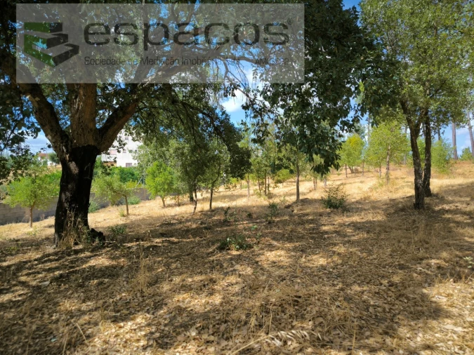 Quinta para Venda em Sarzedas Foto 9