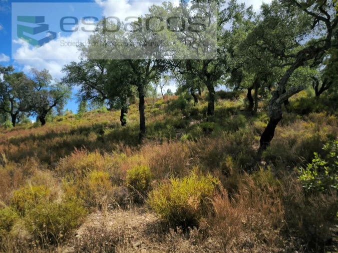 Quinta para Venda em Sarzedas Foto 15