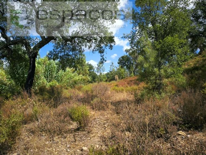 Quinta para Venda em Sarzedas Foto 18