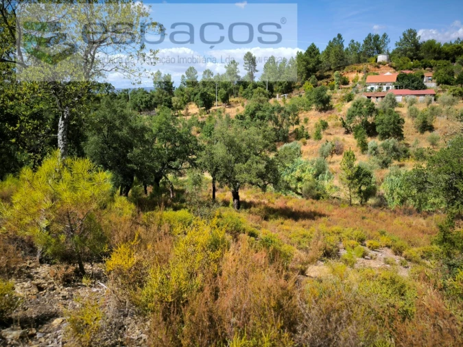 Quinta para Venda em Sarzedas Foto 21