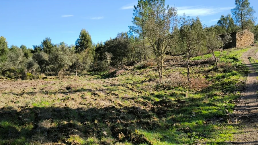 Quinta para Venda em Sarnadas de Rodão