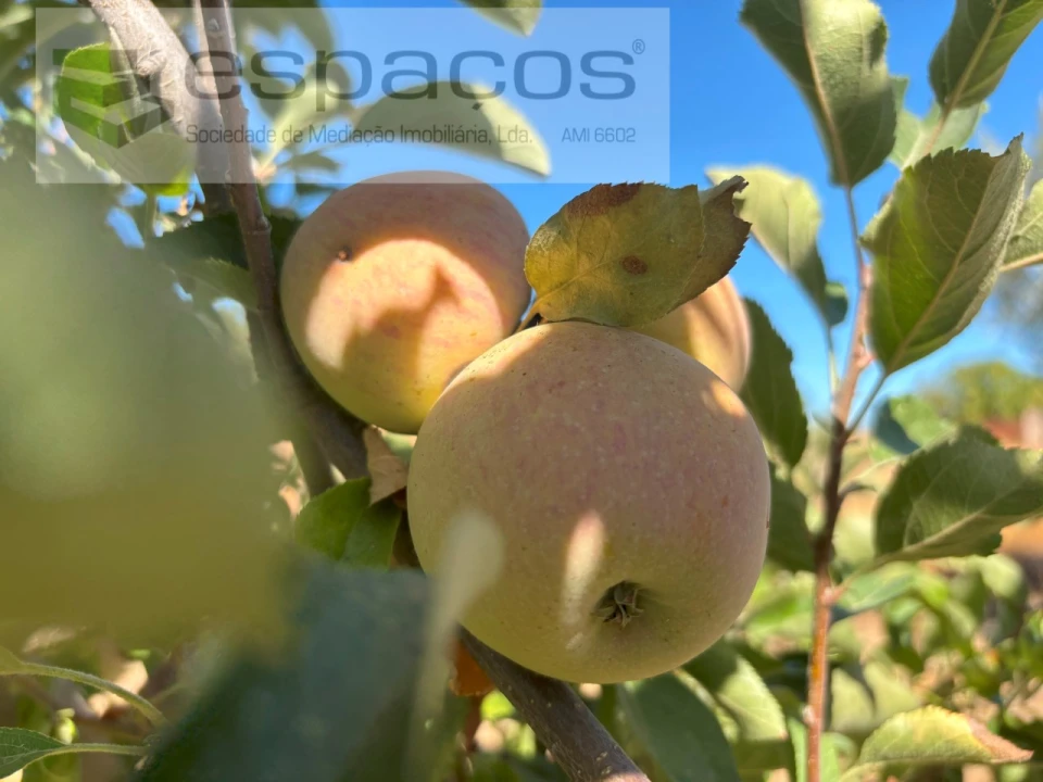 Quinta para Venda em Soalheira Foto 11