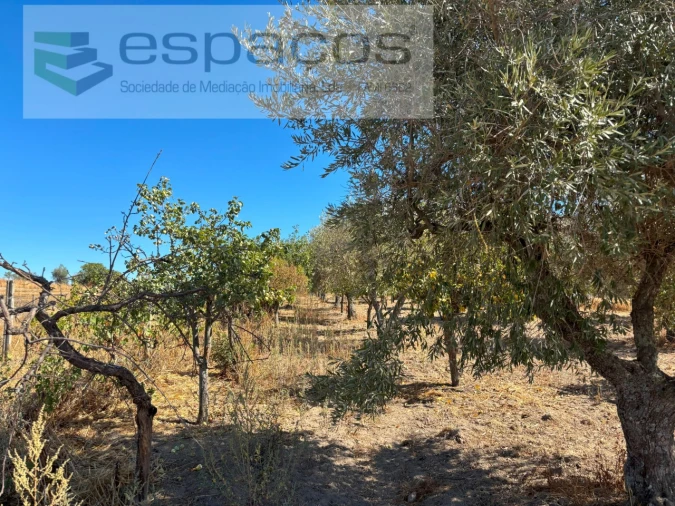 Quinta para Venda em Soalheira Foto 6