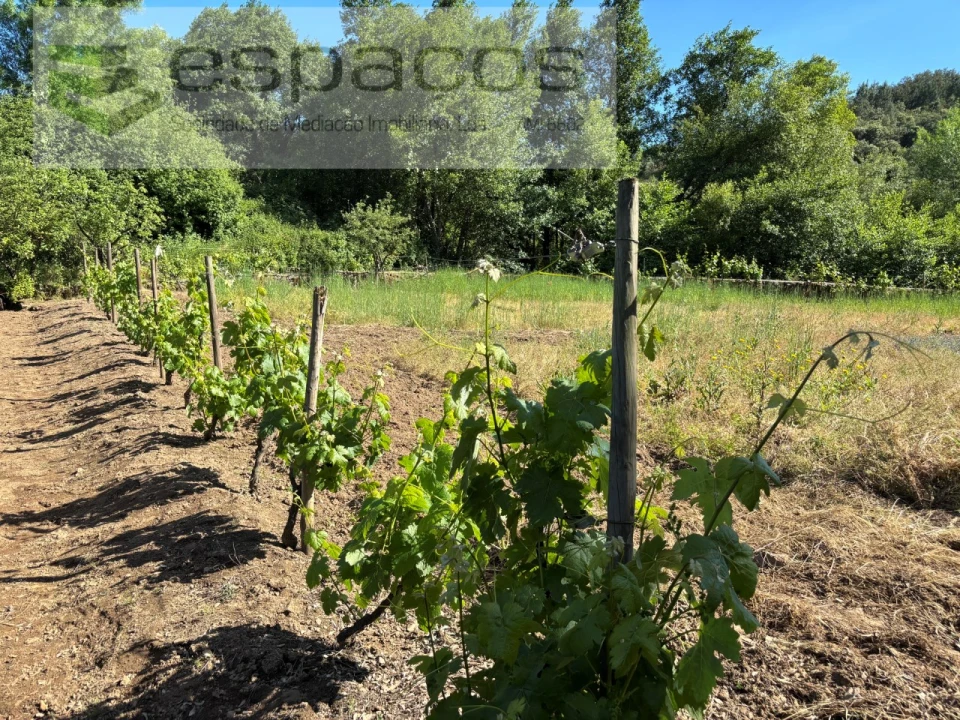 Quinta para Venda em Silvares Foto 26