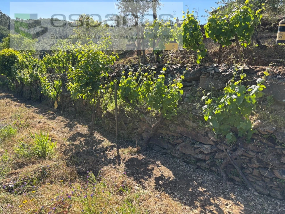 Quinta para Venda em Silvares Foto 27