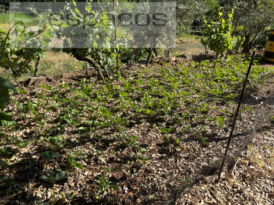 Quinta para Venda em Silvares Foto 31