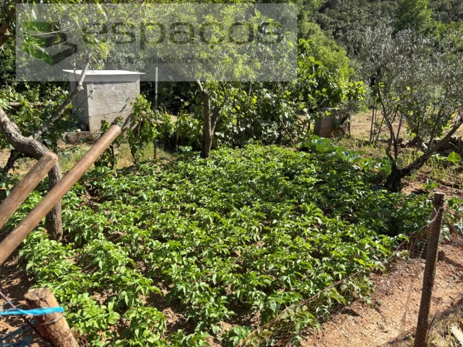 Quinta para Venda em Silvares Foto 10