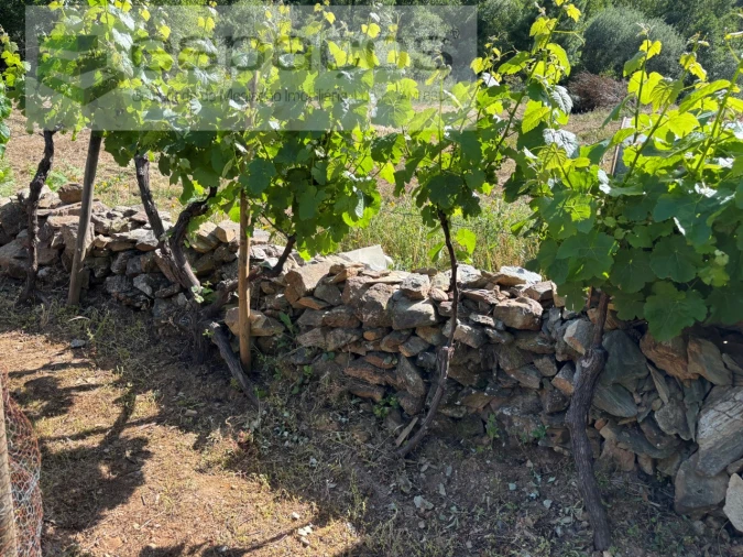 Quinta para Venda em Silvares Foto 13