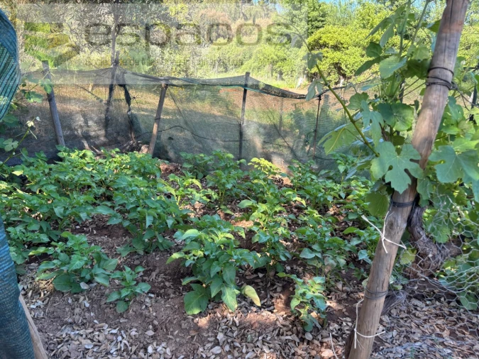 Quinta para Venda em Silvares Foto 28