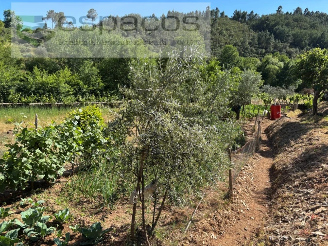 Quinta para Venda em Silvares Foto 32