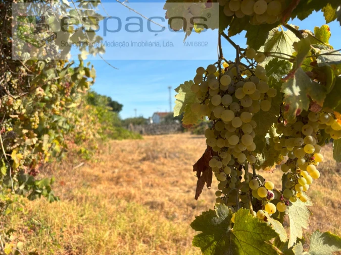 Terreno Agricola ou Rústico para Venda em Alcains Foto 8
