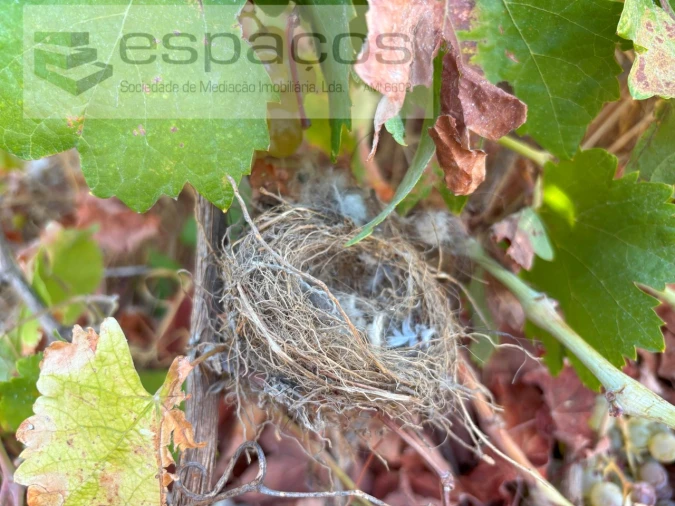 Terreno Agricola ou Rústico para Venda em Alcains Foto 12