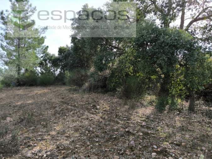 Terreno Agricola ou Rústico para Venda em Salgueiro do Campo Foto 4