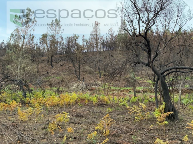 Terreno para Venda em Lavacolhos Foto 11
