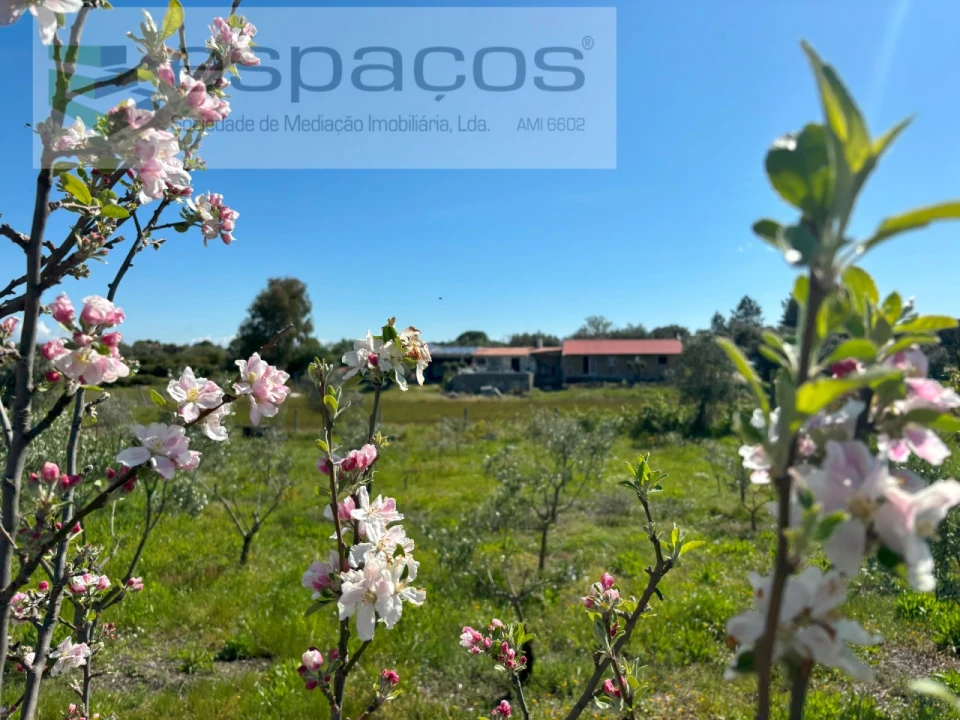 Quinta T3 para Venda em Lardosa Foto 7