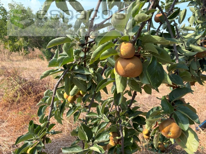 Quinta T1 para Venda em Teixoso e Sarzedo Foto 17