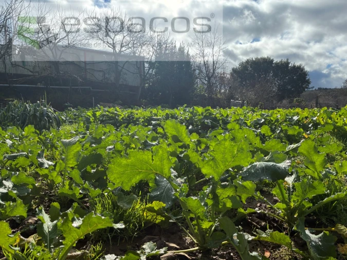 Quinta T1 para Venda em Peso e Vales do Rio Foto 21