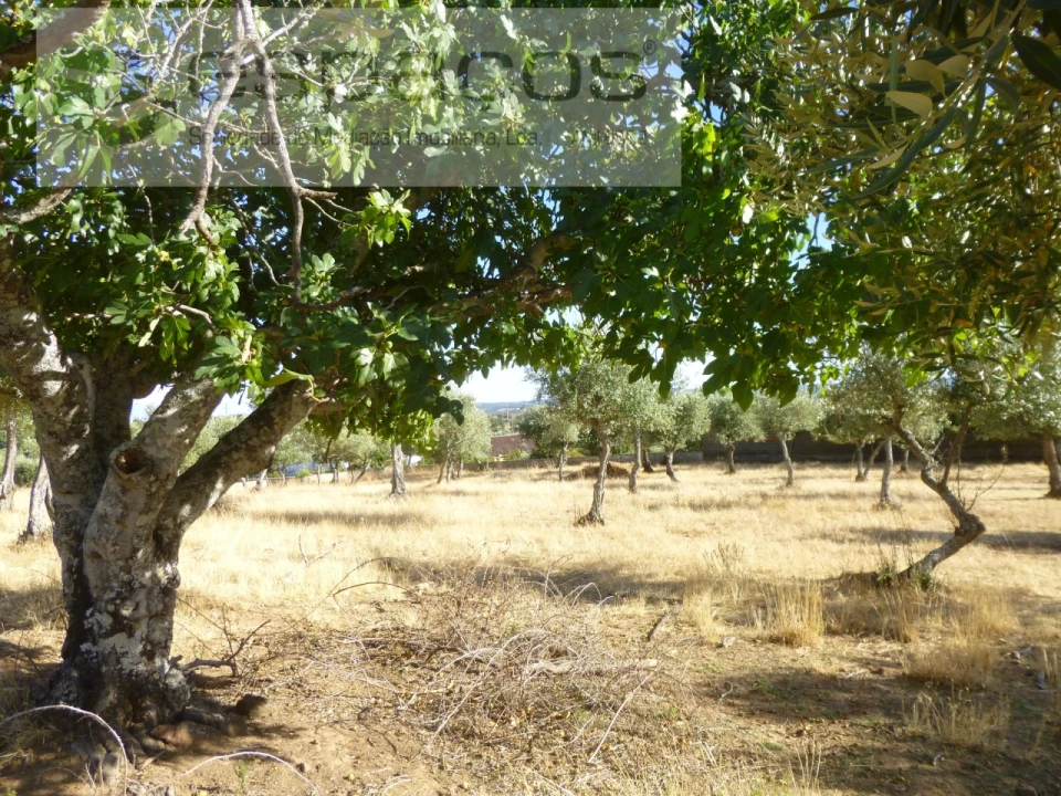 Quinta T1 para Venda em Salgueiro do Campo Foto 16