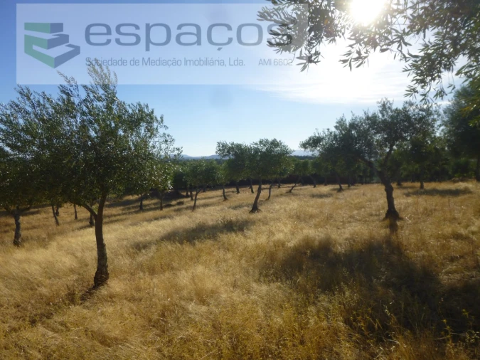 Quinta T1 para Venda em Salgueiro do Campo Foto 18