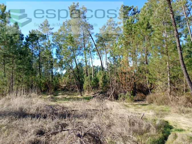 Terreno para Venda em Sarzedas Foto 5