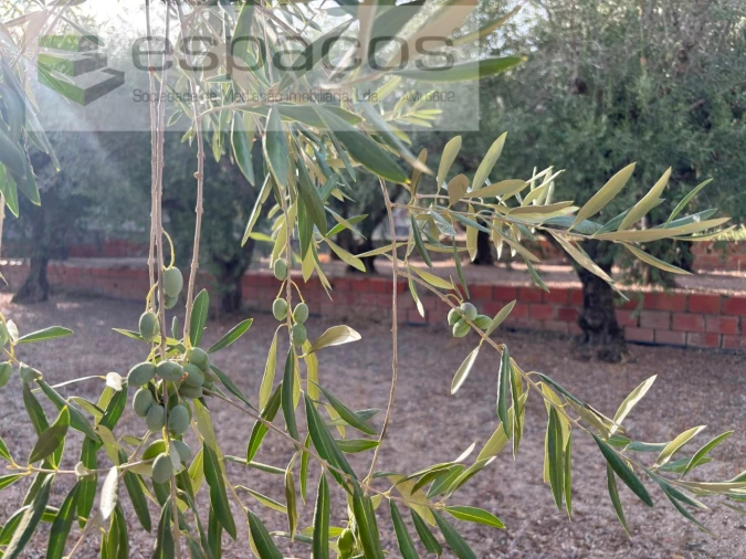 Terreno para Venda em Póvoa de Atalaia e Atalaia do Campo Foto 15