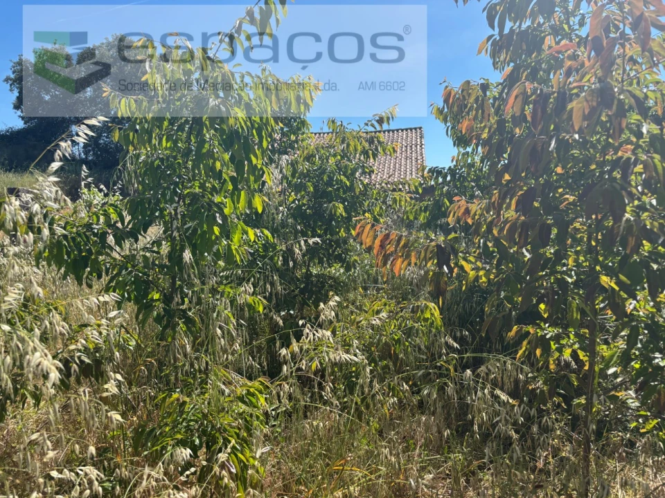 Terreno para Venda em Escalos de Baixo e Mata Foto 6