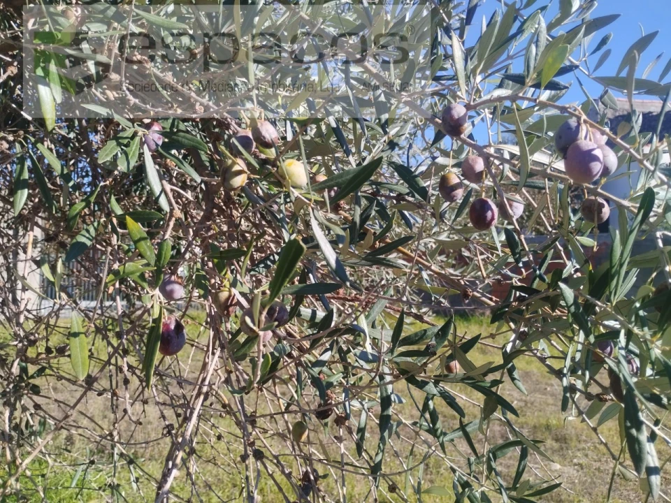 Quinta T4 para Venda em Aldeia do Bispo, Águas e Aldeia de João Pires Foto 32