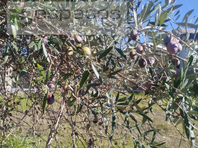 Quinta T4 para Venda em Aldeia do Bispo, Águas e Aldeia de João Pires Foto 32