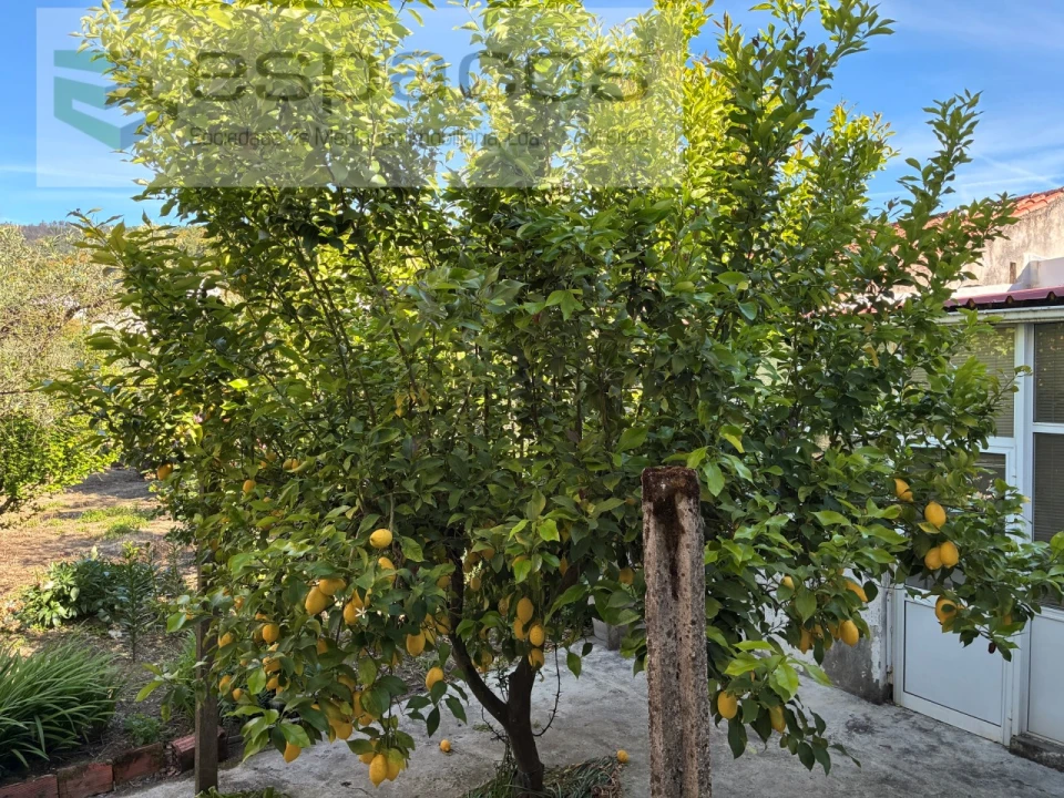 Moradia T3 para Venda em Telhado Foto 42