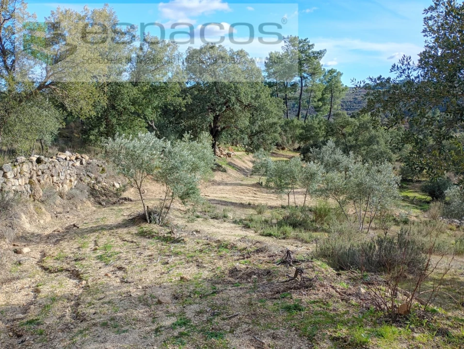 Terreno Agricola ou Rústico para Venda em Salgueiro do Campo Foto 2