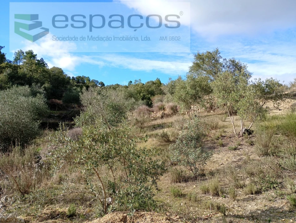 Terreno Agricola ou Rústico para Venda em Salgueiro do Campo Foto 13