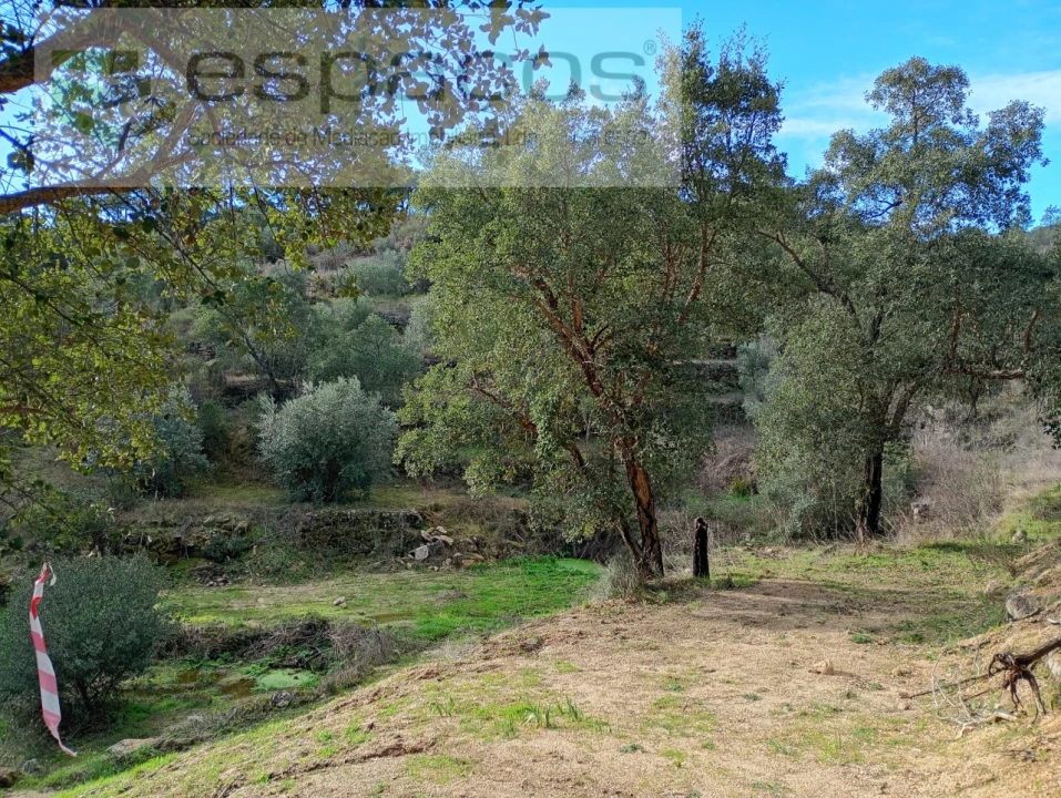 Terreno Agricola ou Rústico para Venda em Salgueiro do Campo Foto 14